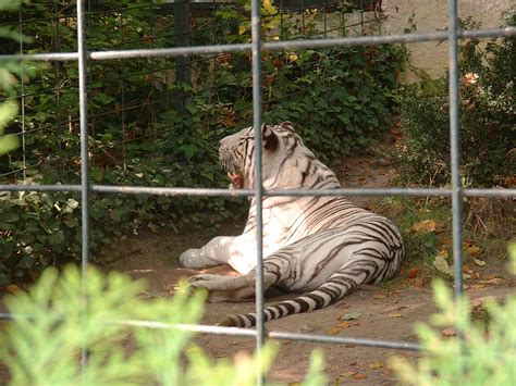 Filewhite Tiger Zoo Wikimedia Commons