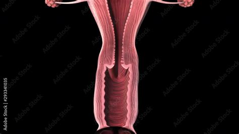 Female Reproductive Organs Whole Section Slide 3d Animation Of Female Reproductive Organs On