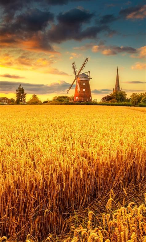 1280x2120 Windmill On Wheat Field At Sunset Iphone 6 Plus Wallpaper Hd