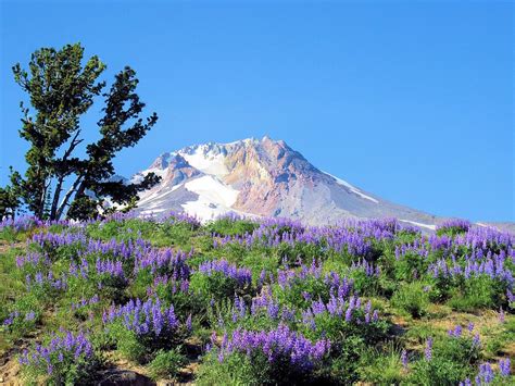 Mt Hood And Wildflowers Photograph By Scott Carda Pixels