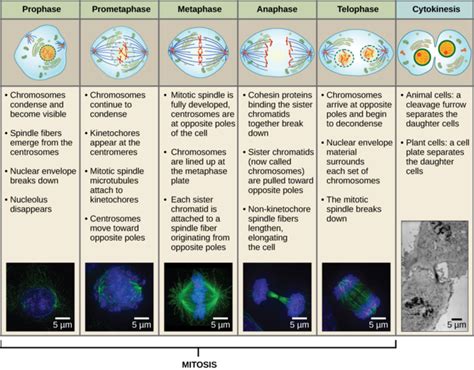 Cell plate formation starts at the centre of the cell and grows outward, toward the lateral walls. The Cell Cycle | Boundless Biology