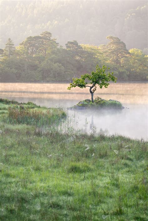 Lone Tree Rydal Water Lake District Uk The Lone Tree Flickr