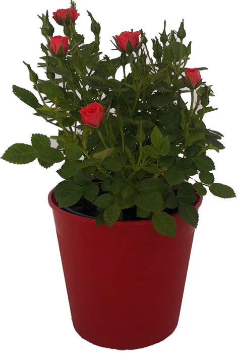 Red Potted Roses Summerhill Nurseries Valentines Day