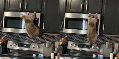 Cat Climbs Microwave And Gets Stuck The Dodo