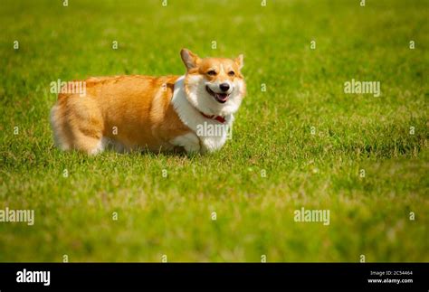 Cute Smiling Corgi Dog In Summer Field Welsh Corgi Pembroke Dog On