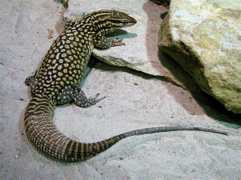 The 5 Best Pet Monitor Lizard Species Pethelpful