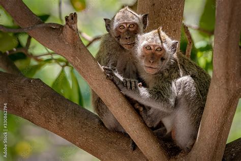 Two Macaques Or Balinese Long Tailed Monkeys Hold Hands And Sit