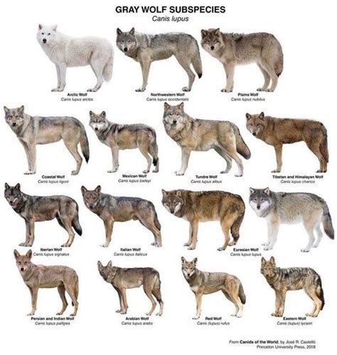 Bear Size Comparison Vs Wolf Chart Wallpaperin