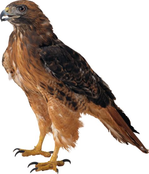 Download eagle png images background png - Free PNG Images | Png images, Animals images, Bird ...