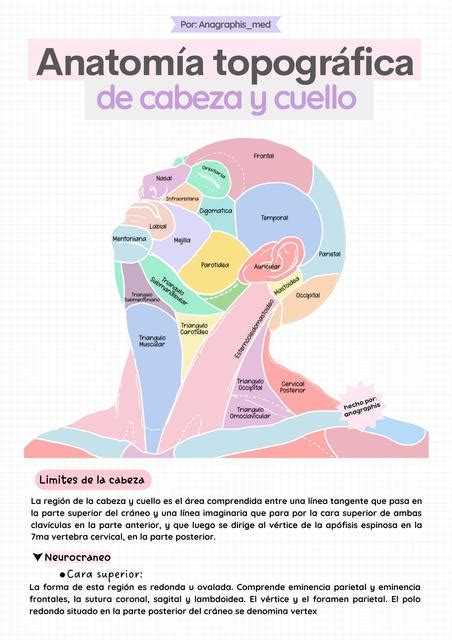 Anatomía Topográfica De Cabeza Y Cuello Anagraphis Med Udocz