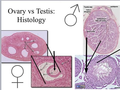 Ovary V Testis Histology Diagram Quizlet