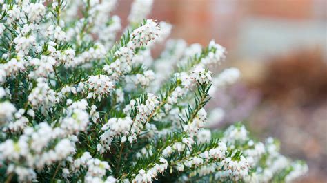 Winter Heather Care And Growing Guide Gardeningetc