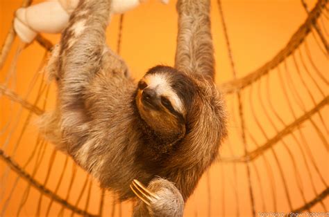 Buttercup The Sloth Photo Robbins Flickr