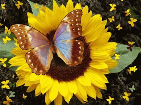 Beautiful Colorful Pictures And S Imagenes De Butterfly Mariposas