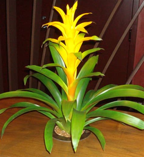 This Is A Yellow Bromeliad Plant See Our Entire Selection At