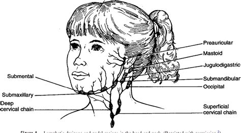 Figure 1 From Acute Subacute And Chronic Cervical Lymphadenitis In