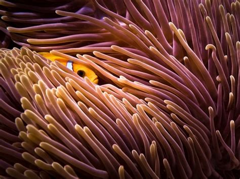 Spectacular Marine Life Photography Blog