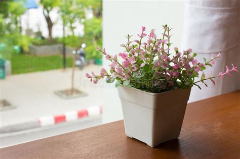 Flower Pot Window Sill Stock Images Download 1939