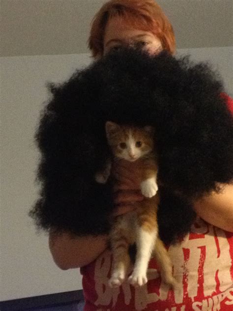 Afro Cat Cats Animals Afro
