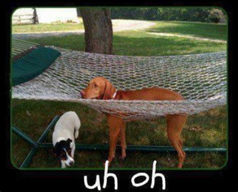 Dog Stuck In The Hammock Funny Dump A Day