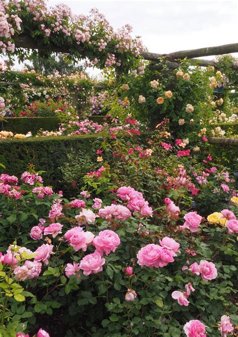 David Austin Rose Garden English Rose Perfume Perfection Kiwi Life