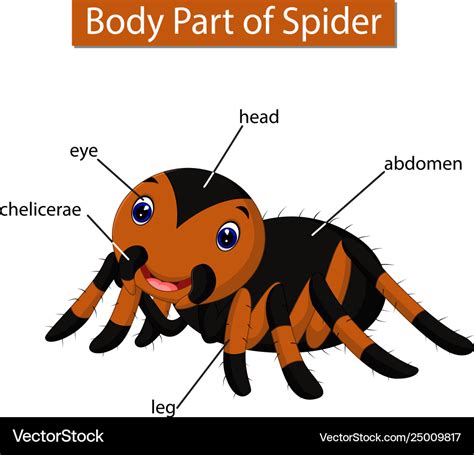Diagram Showing Body Part Spider Royalty Free Vector Image