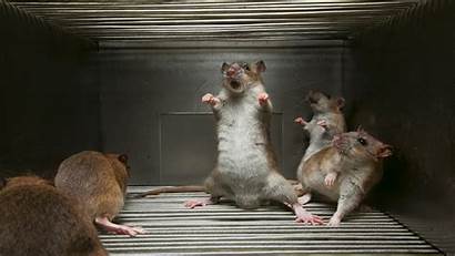 Rats Wallpapers Animals Rat Mice Wild Fighting