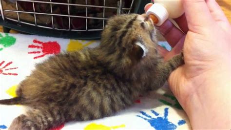 Bottle Feeding Kittens Snap Cats