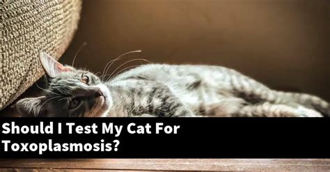 Should I Test My Cat For Toxoplasmosis Catstopics