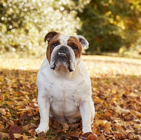40 Medium Sized Dog Breeds That Are The Perfect First Pet For Any