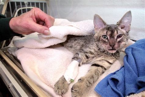 Mercy The Abused Kitten Euthanized Damage Too Severe Local