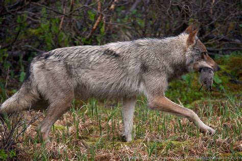 Wolf Denali National Park Alaska Photos By Ron Niebrugge