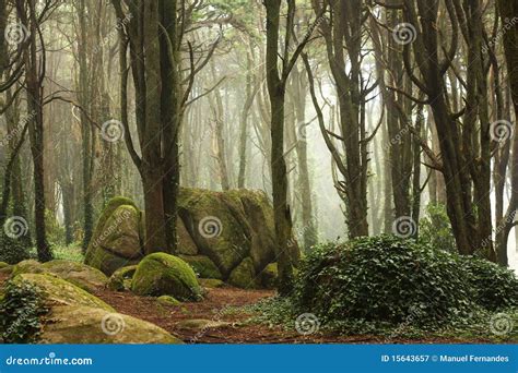 Green Forest Trees With Huge Rocks Stock Image Image Of Morning