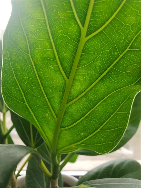 Ficus Audrey Suddenly Losing Leaves This One Has Brown Spots On The