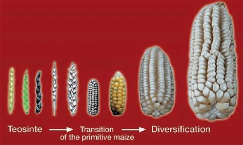 Possible Evolution Of The Ear From Teosinte To Maize Source Jas