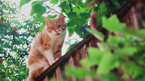 Cat Sitting On A Fence Youtube