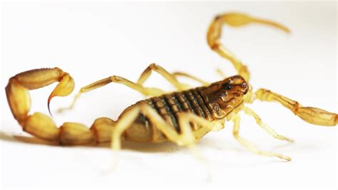 Scorpions Use Acid And Protons To Make Their Stings More Painful Mental Floss