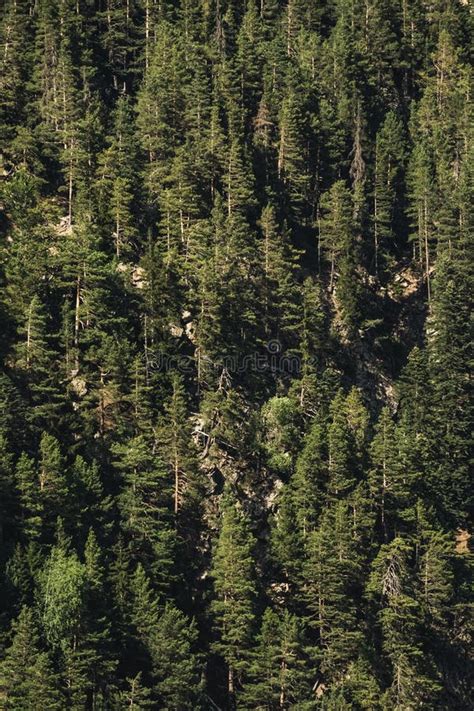 Mountain Rocky Slope Overgrown With Coniferous Forest Form A Pattern Of