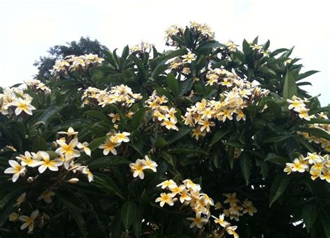 We are located near tampa, florida. Plumeria tree with yellow blooms and smells like butter to ...