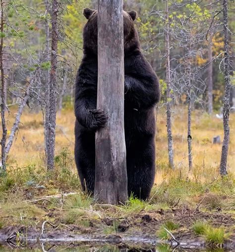 This bear trying to hide behind a tree trunk... : aww