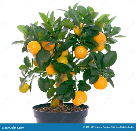 Full Of Small Citrus Tree Stock Image Image Of Growth 4021375