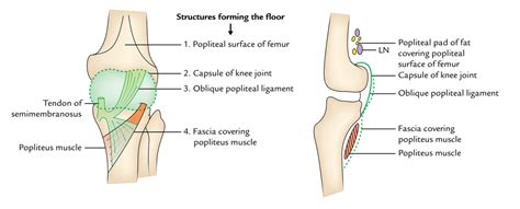 Popliteal Fossa Earths Lab