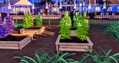 The Sims 4 Basemental Drugs Mod Weed Growing Guide Wicked Pixxel