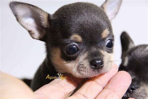 Cachorros Chihuahua Baby Chihuahua Chihuahua Training Your Dog