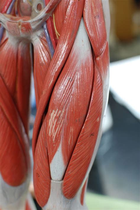 It specifically focuses on bones, muscles (including attachments, innervation, functions), arteries, veins, and nerves. Human Anatomy Lab: Muscles of the Leg