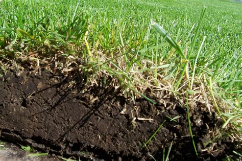 Where to buy top soil for garden. Topsoil Facts | Garden Guides
