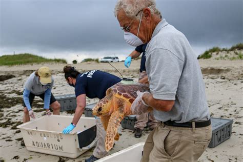 7 Sea Turtles Released Back Into Wild, After A Winter Of Rehab In ...