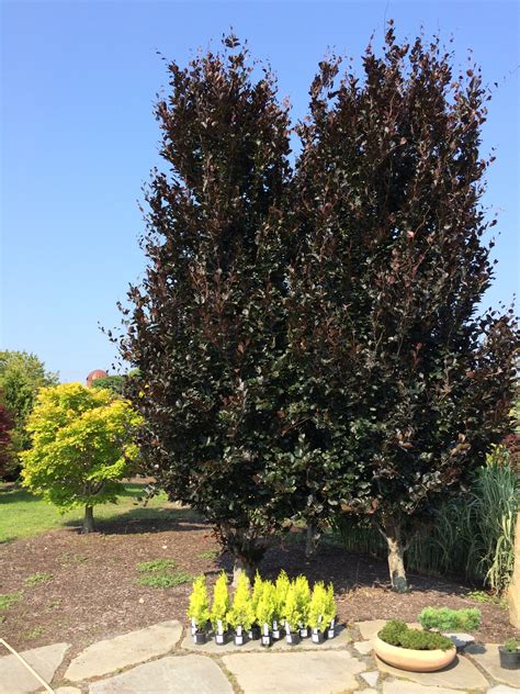 Dawyck Purple Beech Katsura Gardens