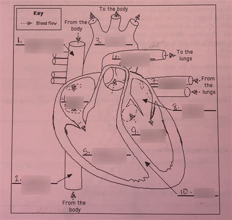 Fetal Pig Dissection Quiz Diagram Quizlet