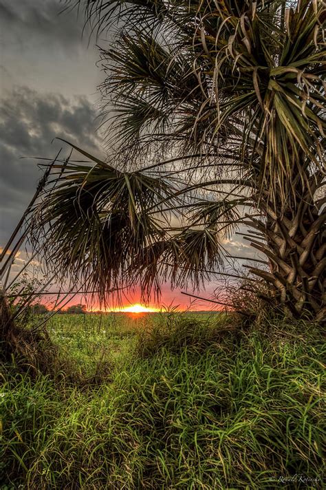Palm Sunset Photograph By Ronald Kotinsky